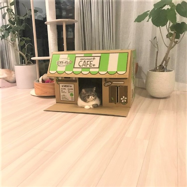 話題のダンボール猫さん「今日も暇だにゃ～」