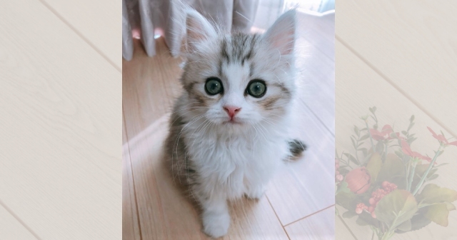 22年最新 スコティッシュフォールドの値段相場 価格の違い ネコマガ