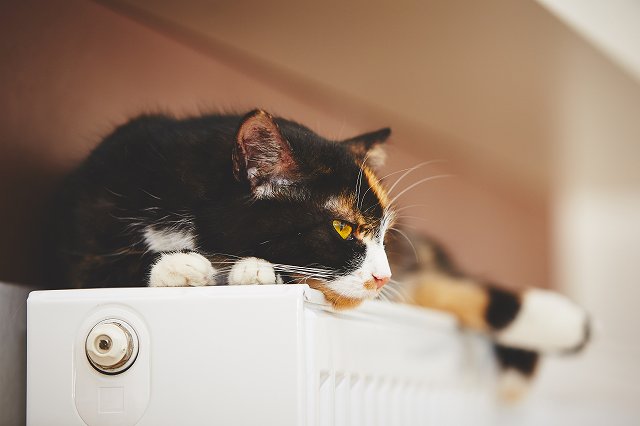 猫が暖房を使うときに気を付けるべきこと