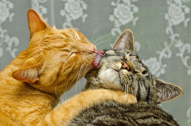 猫同士で舐め合うのはどういう意味があるの？