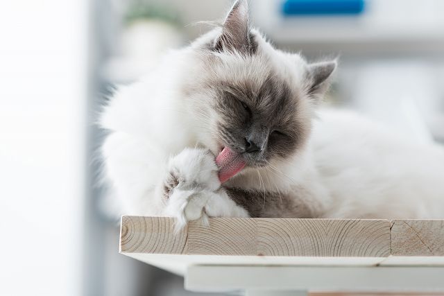 猫が自分の体を舐める心理とは？