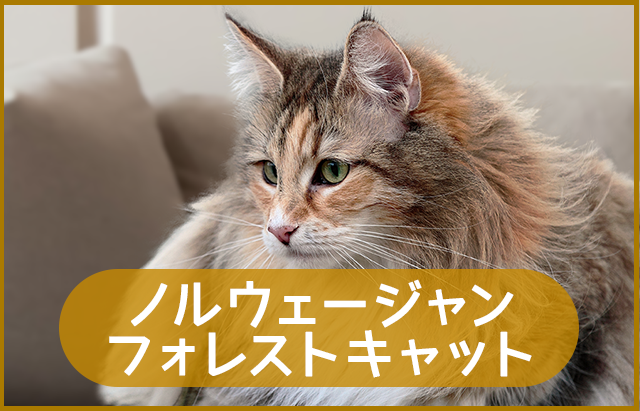 ノルウェージャンフォレストキャット