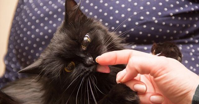 猫が飼い主を舐めるときの5つの意味！物や自分を舐める理由も