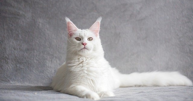 キャットショーって何 審査内容からチャンピオン猫のすごさまで徹底解説 ネコマガ キャットショーって何 審査内容からチャンピオン猫のすごさまで徹底解説 ネコマガ