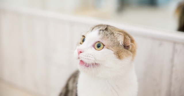 猫の喧嘩は縄張り争い じゃれあいとの違いは ネコマガ 猫の喧嘩は縄張り争い じゃれあいとの違いは ネコマガ