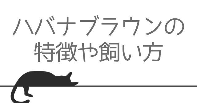 ハバナブラウンの性格や特徴って？色や体重、飼い方まとめ