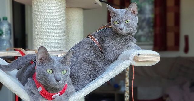 【コラット】はどんな猫？性格や特徴、似てる猫種との違いなどについて