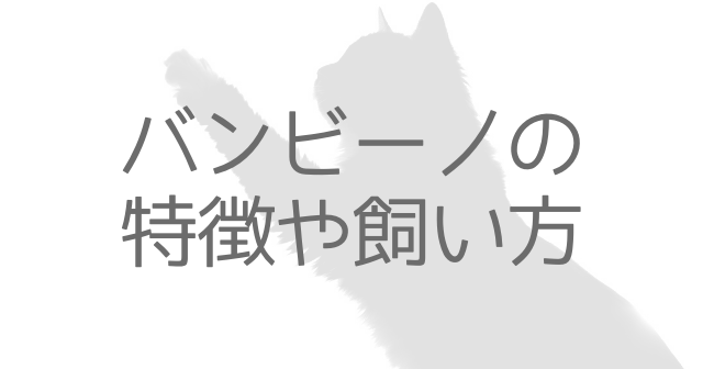 バンビーノの性格や特徴って？色や体重、飼い方まとめ