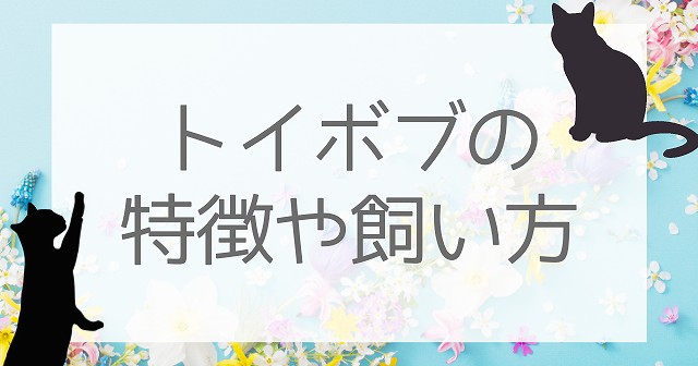 【トイボブ】はどんな猫？性格や特徴、飼育方法などについて