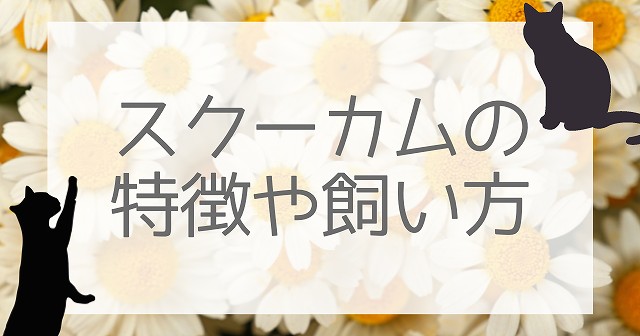 スクーカムの性格や特徴って？色や体重、飼い方まとめ