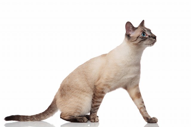 【ヨーロピアンバーミーズ】はどんな猫？性格や特徴、アメリカンタイプとの違いについて