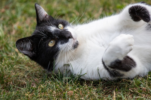 ぶち猫が生まれる理由