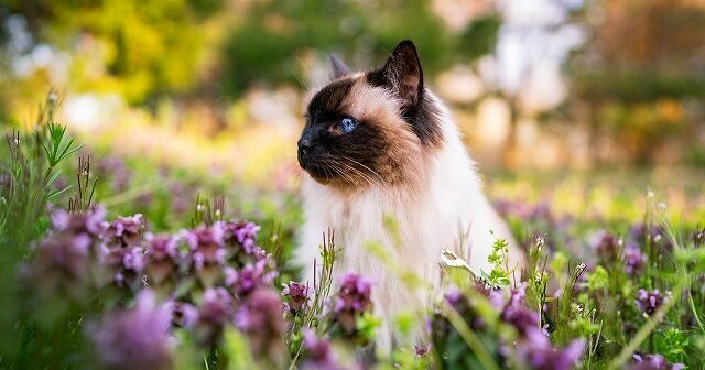 バリニーズの性格や特徴って？色や体重、飼い方まとめ