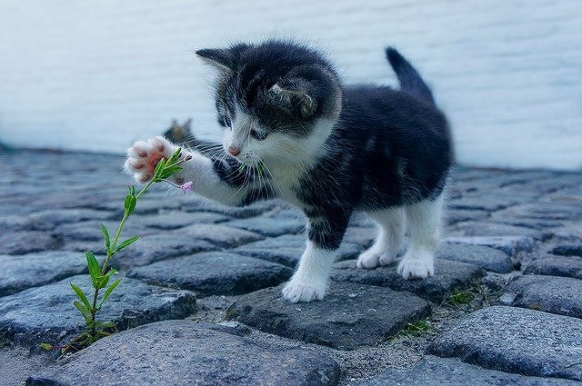 靴下猫の性格