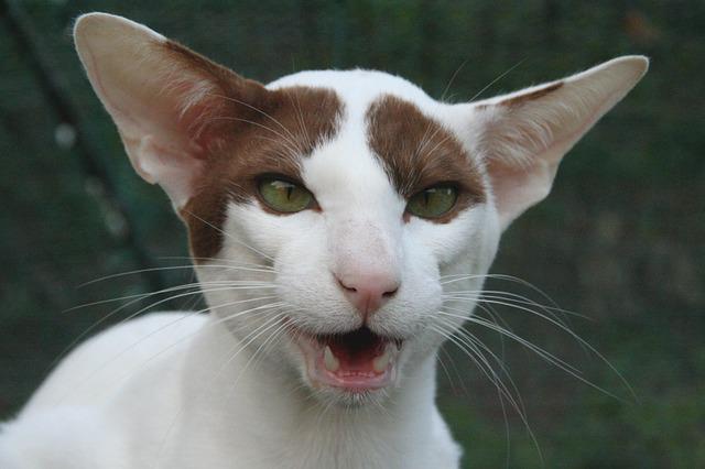 オリエンタルズを飼ううえで気を付けるポイント