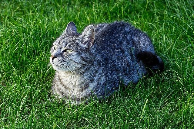 サバトラの飼い方