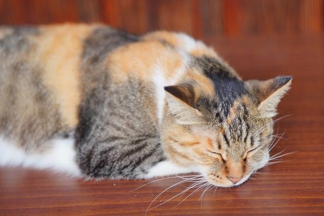 キジ三毛のお迎え方法や飼い方について