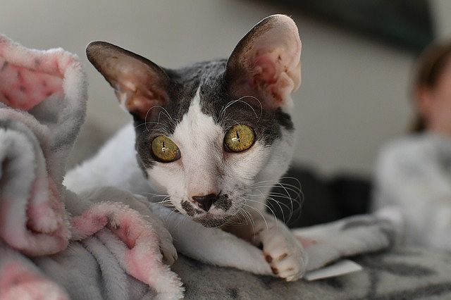 コーニッシュレックスの飼い方について注意すべきこと