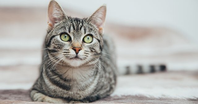 猫の「タビー」柄ってどんな模様？性格や特徴、タイプ別の呼び名について