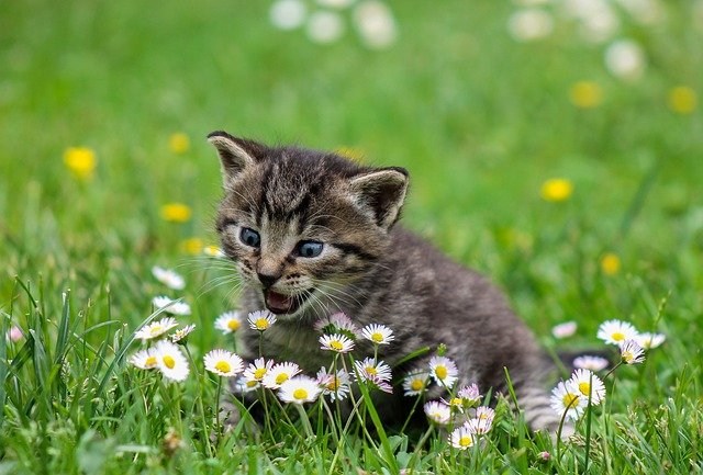 クラッキングと間違われる猫の行動