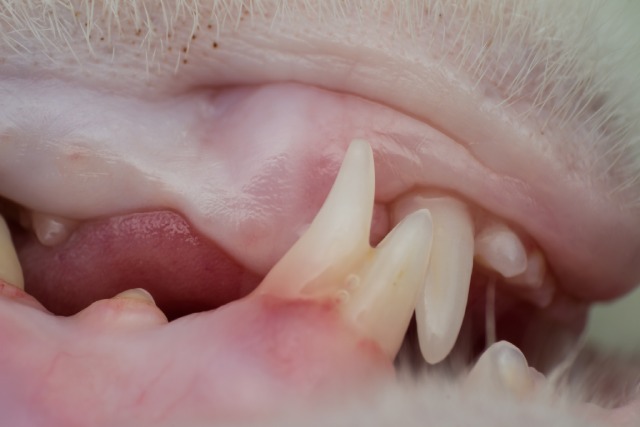 猫は虫歯にはなりにくいけど歯周病になりやすい