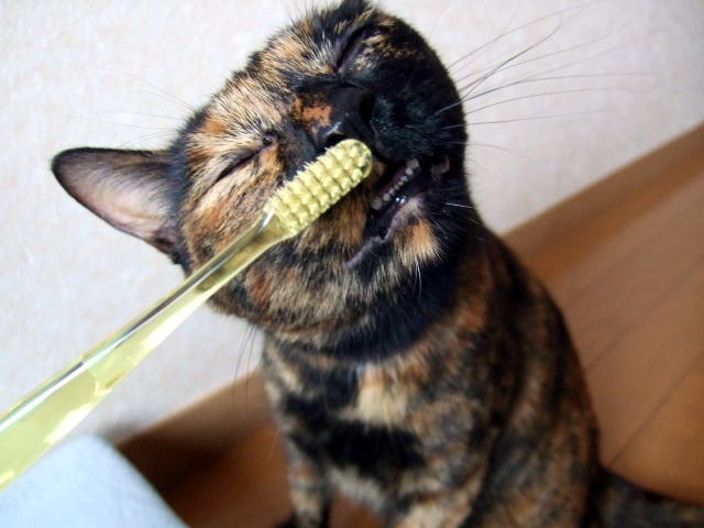 愛猫に歯磨き好きになってもらうための4ステップ