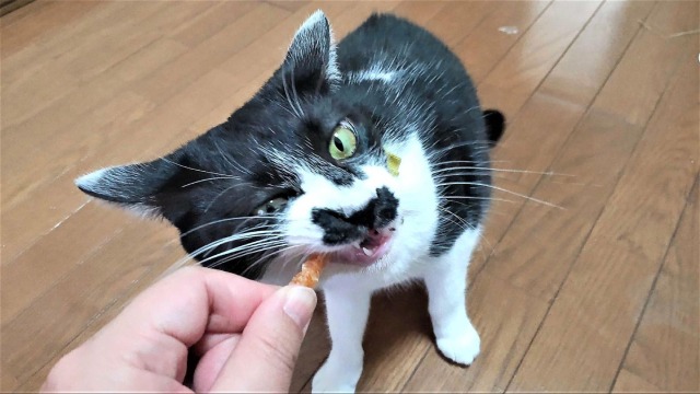 歯みがきおやつを食べるブチ猫のテト
