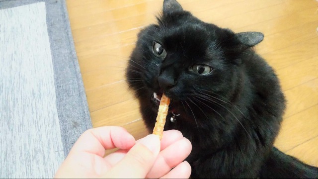 撫でられること以外は苦手な黒猫のトト