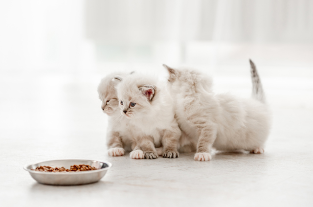 子猫とドライフード