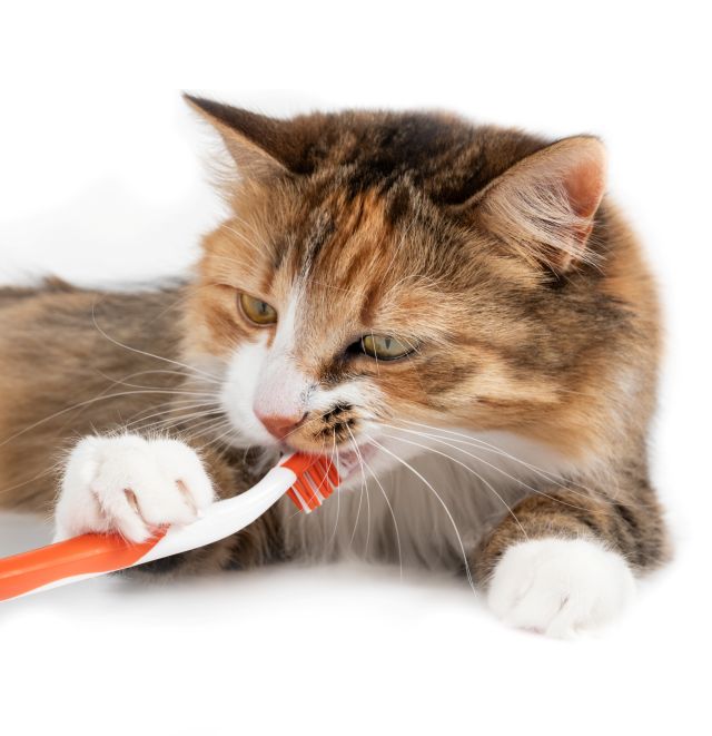 歯ブラシをかじる猫