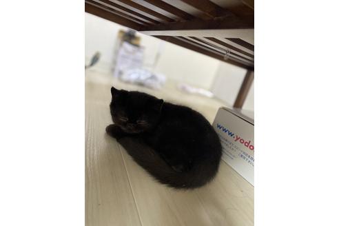 関東でエキゾチックショートヘアの子猫を探す 子猫ブリーダーナビ