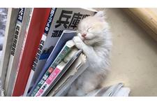 写真1295_1