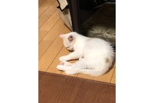 写真3486_1