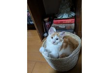 写真3695_1