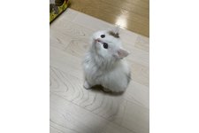 写真4965_3