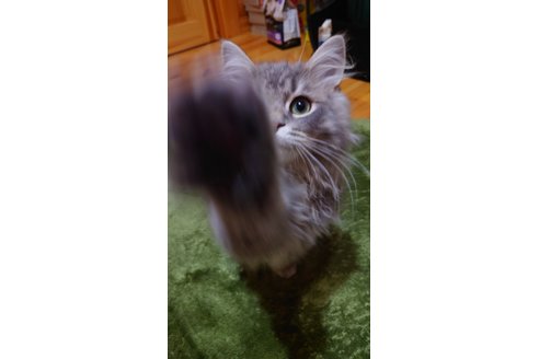 写真5008_2