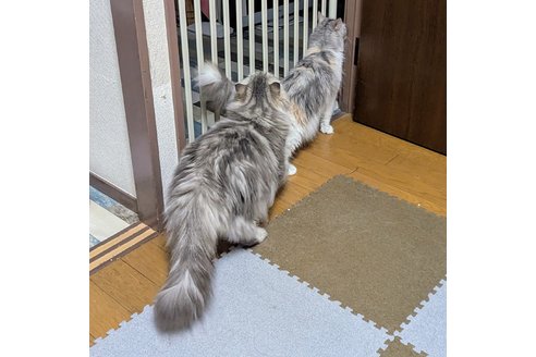 写真5096_1