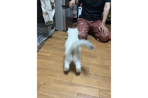 写真5217_2