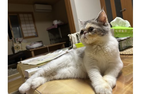 写真5232_1