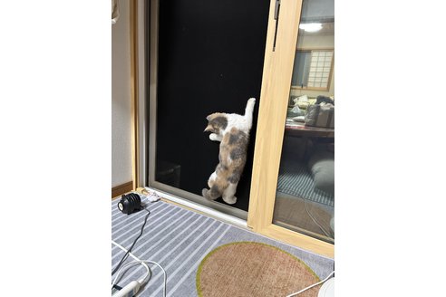 写真5232_4