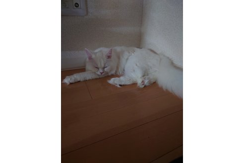写真5250_3