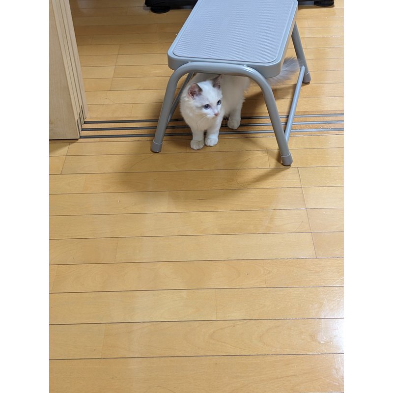 写真5361_1