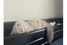 写真5374_4