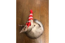 写真5391_1