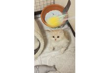 写真5445_1