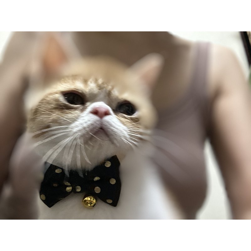 写真5449_1