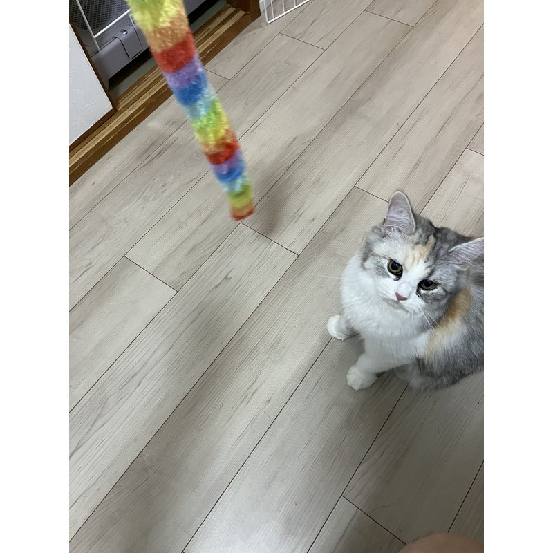 写真5452_1