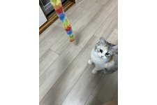 写真5452_1