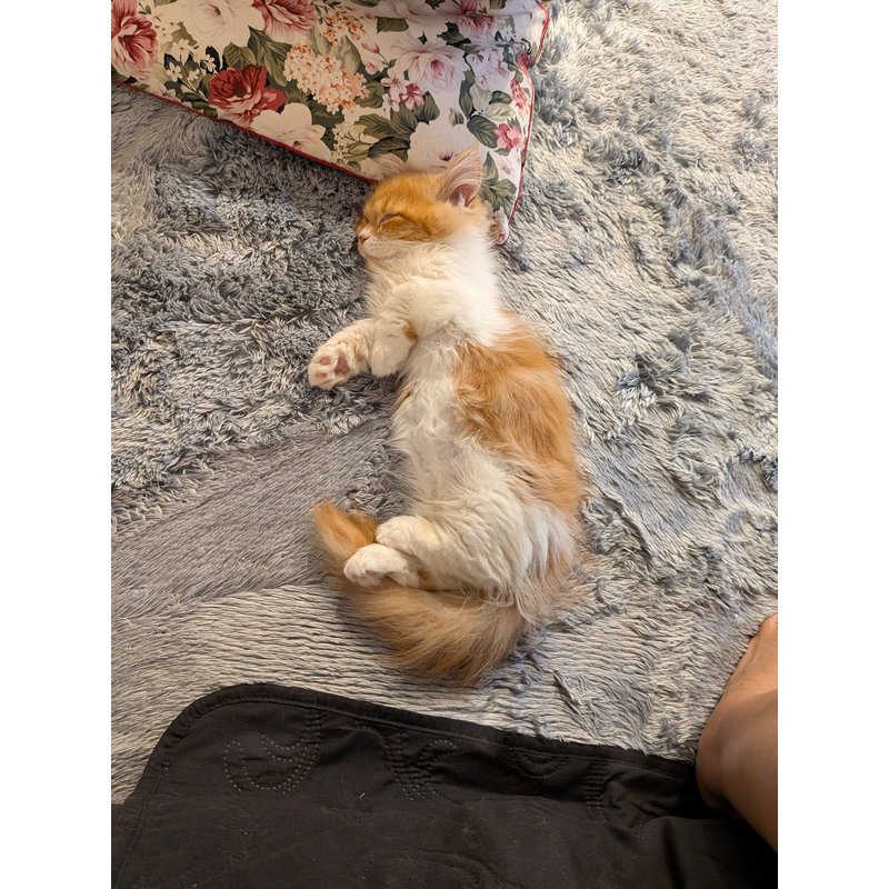 写真5550_3