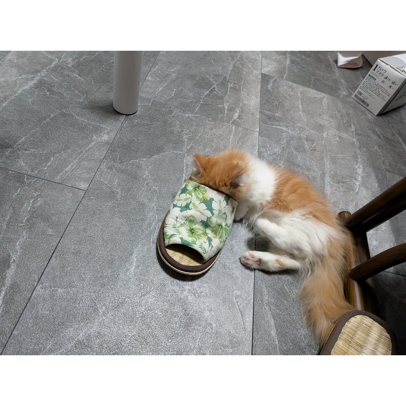 写真5550_4